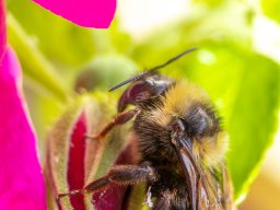 Hummel auf Apfelrose